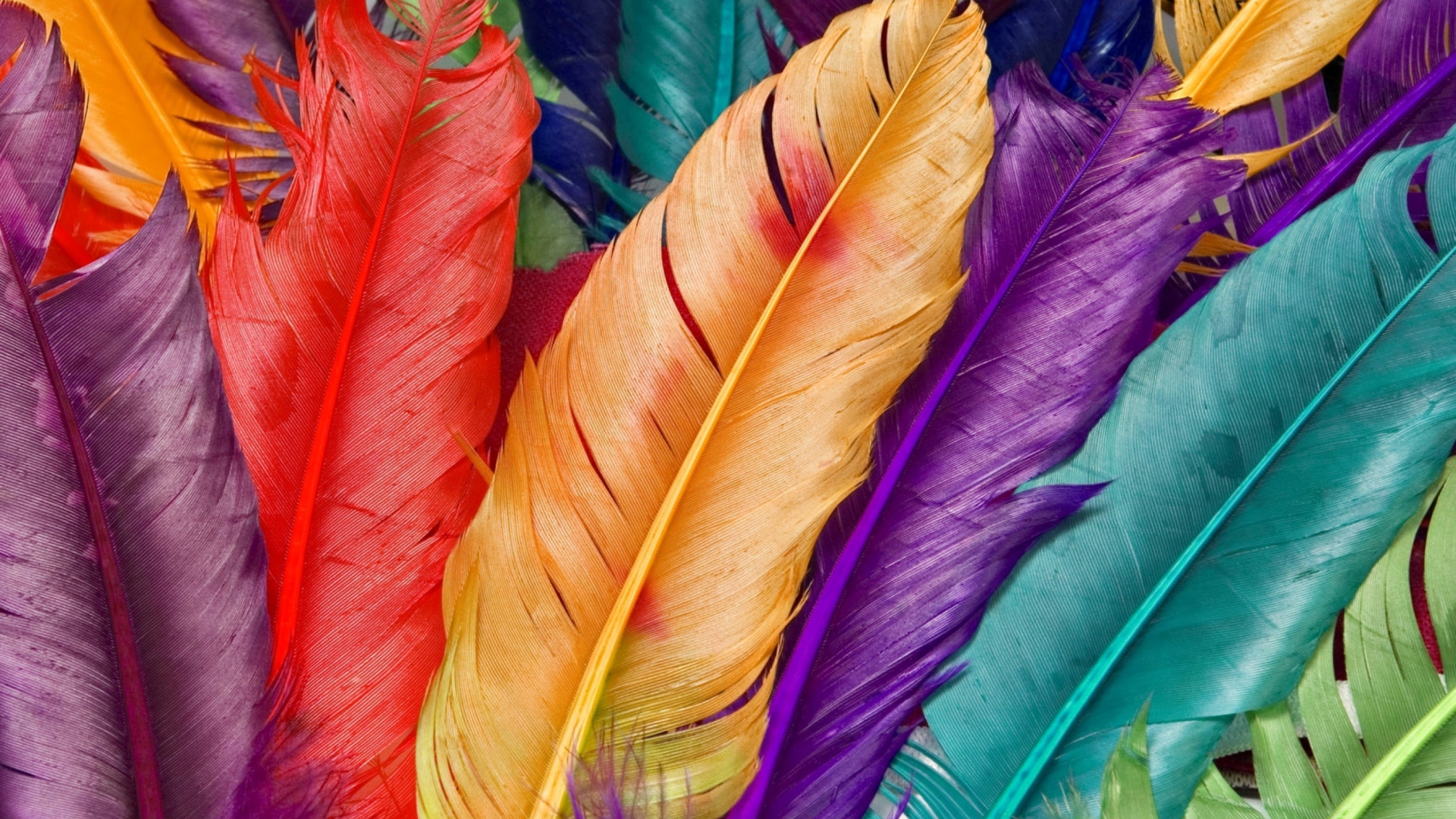 Обои Colored Feathers 1920x1080