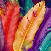 Colored Feathers wallpaper 208x208
