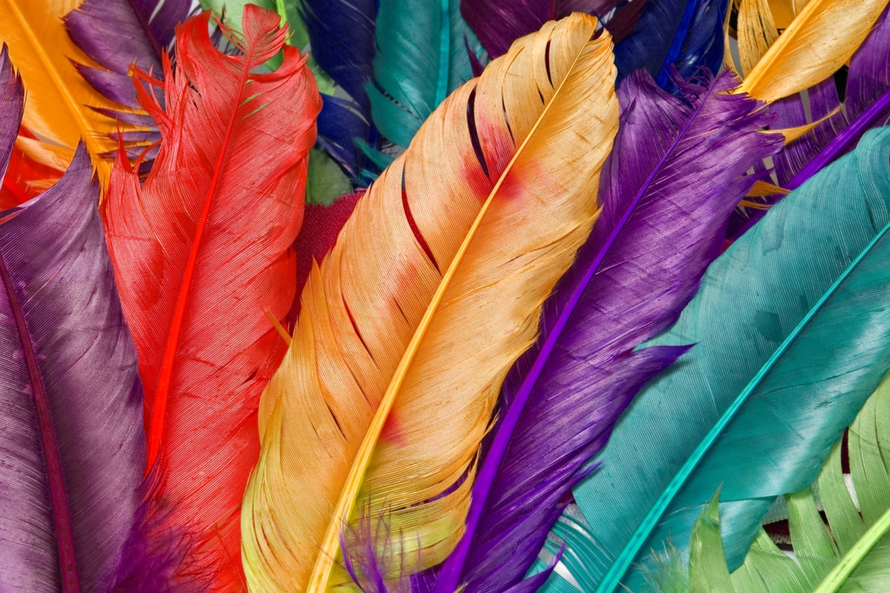 Обои Colored Feathers 2880x1920