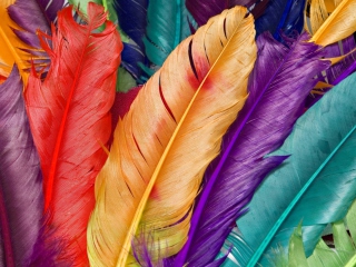 Fondo de pantalla Colored Feathers 320x240