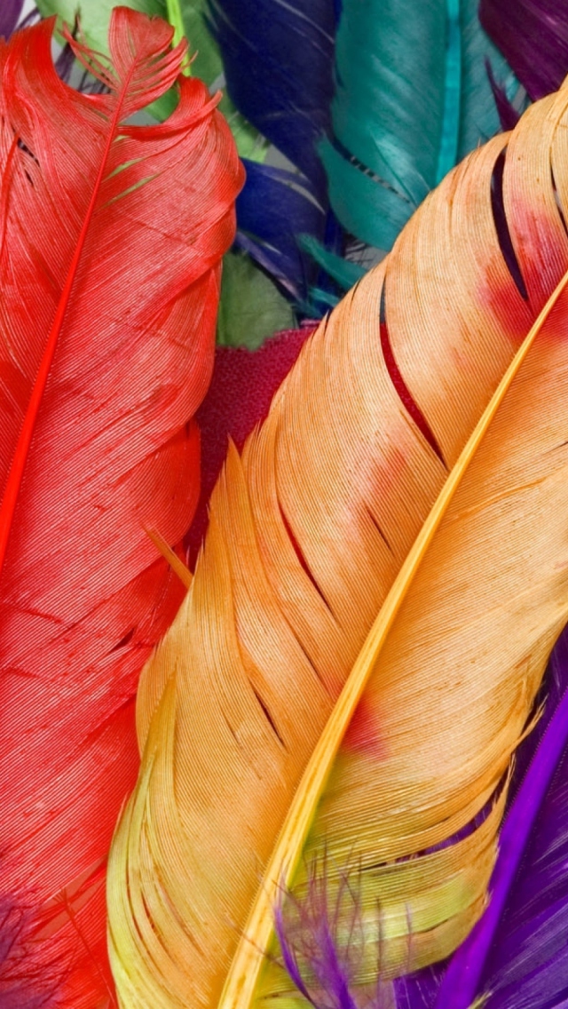 Fondo de pantalla Colored Feathers 640x1136