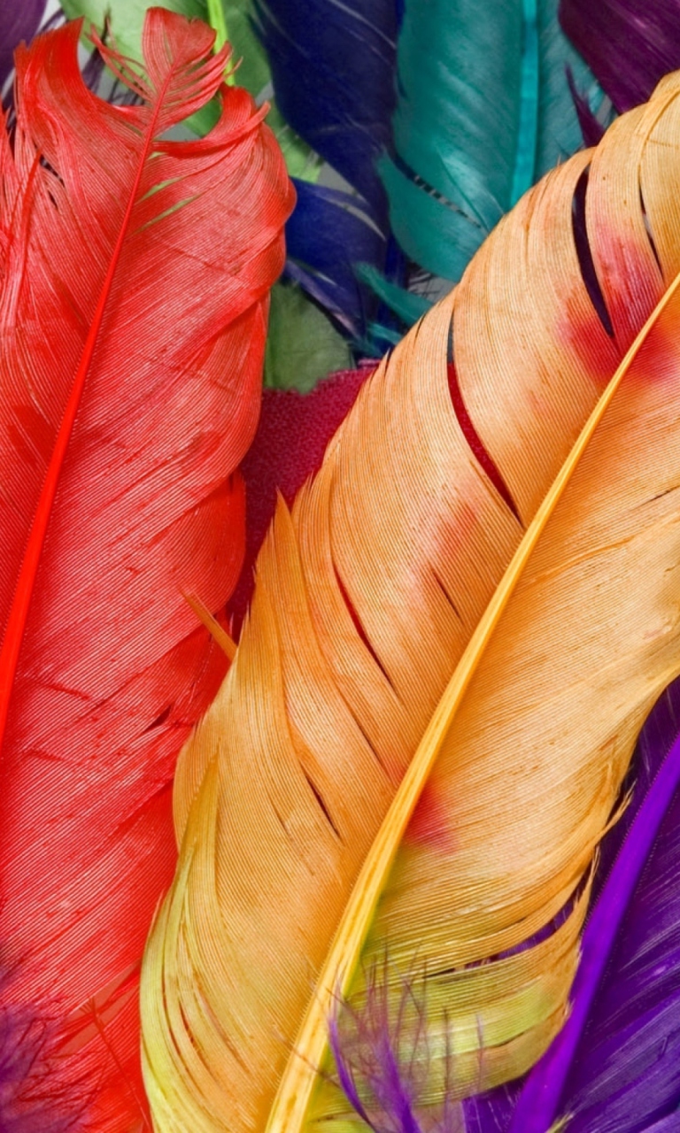 Обои Colored Feathers 768x1280
