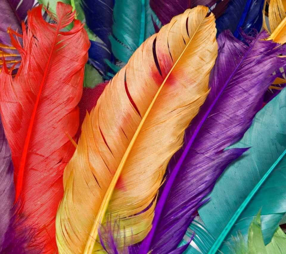 Fondo de pantalla Colored Feathers 960x854