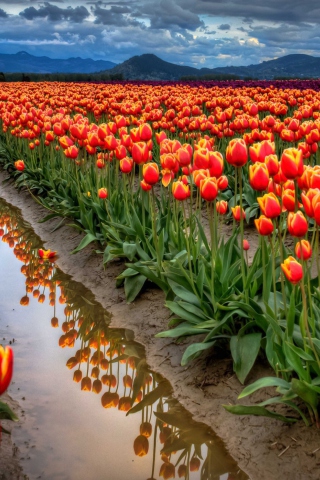 Sfondi Orange Tulips Field 320x480