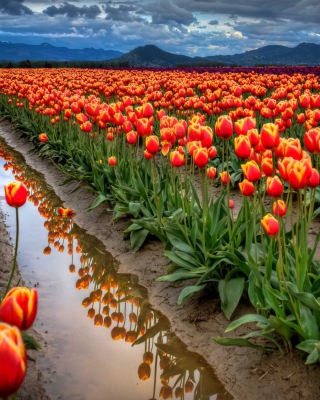 Kostenloses Orange Tulips Field Wallpaper für 768x1280