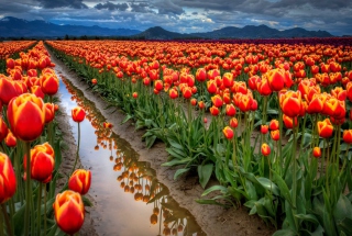 Orange Tulips Field Picture for Android, iPhone and iPad