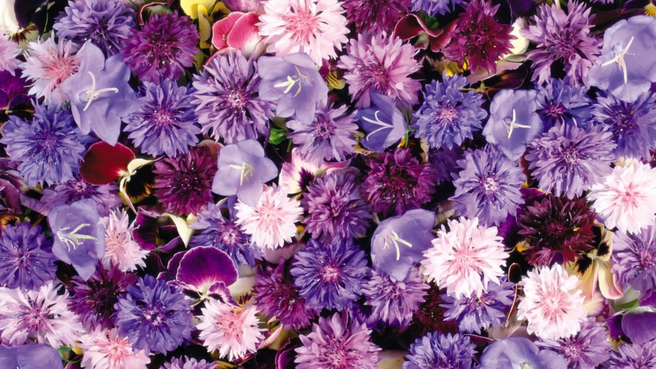 Screenshot №1 pro téma Floral Carpet 1280x720