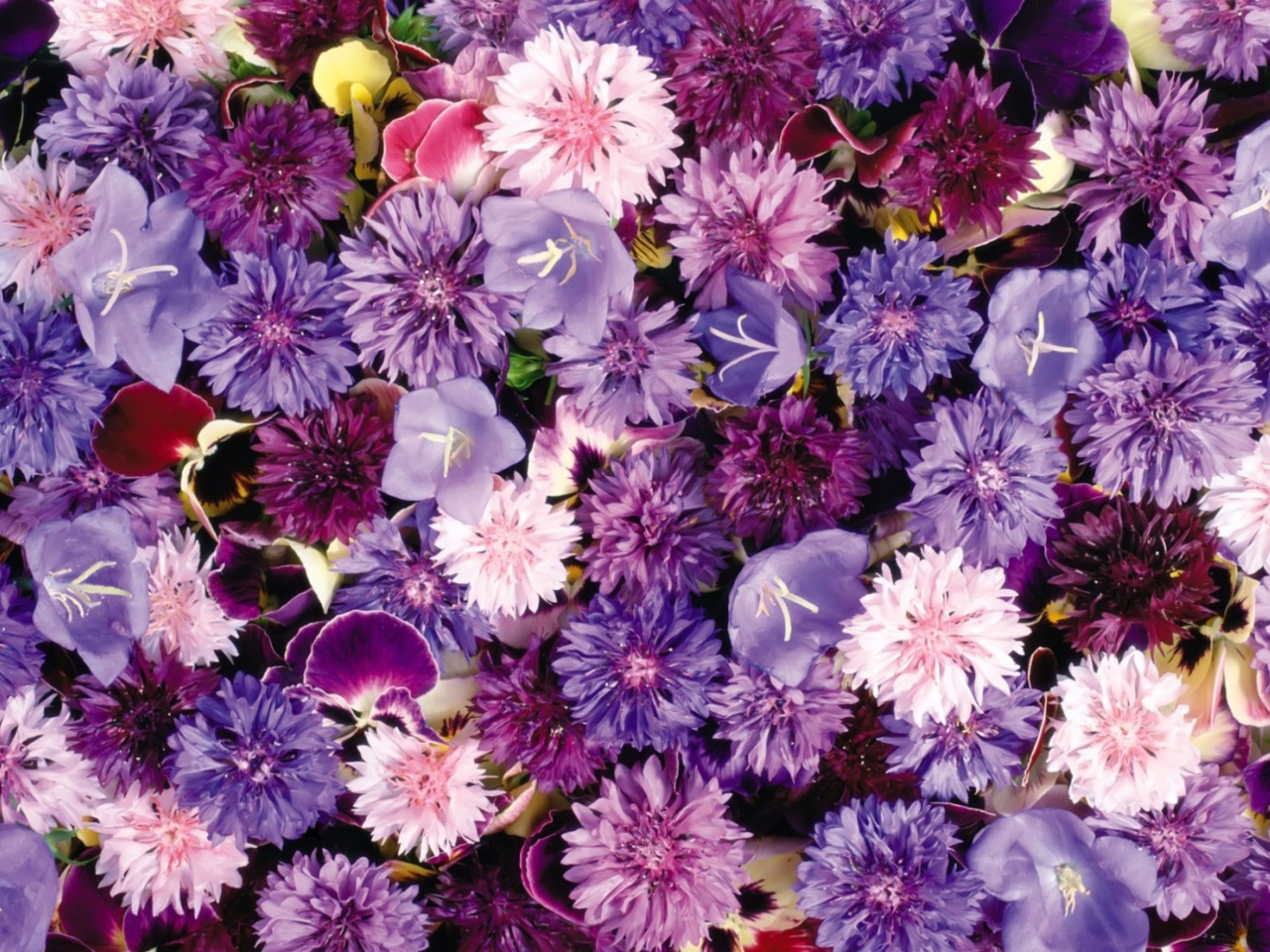 Sfondi Floral Carpet 1280x960