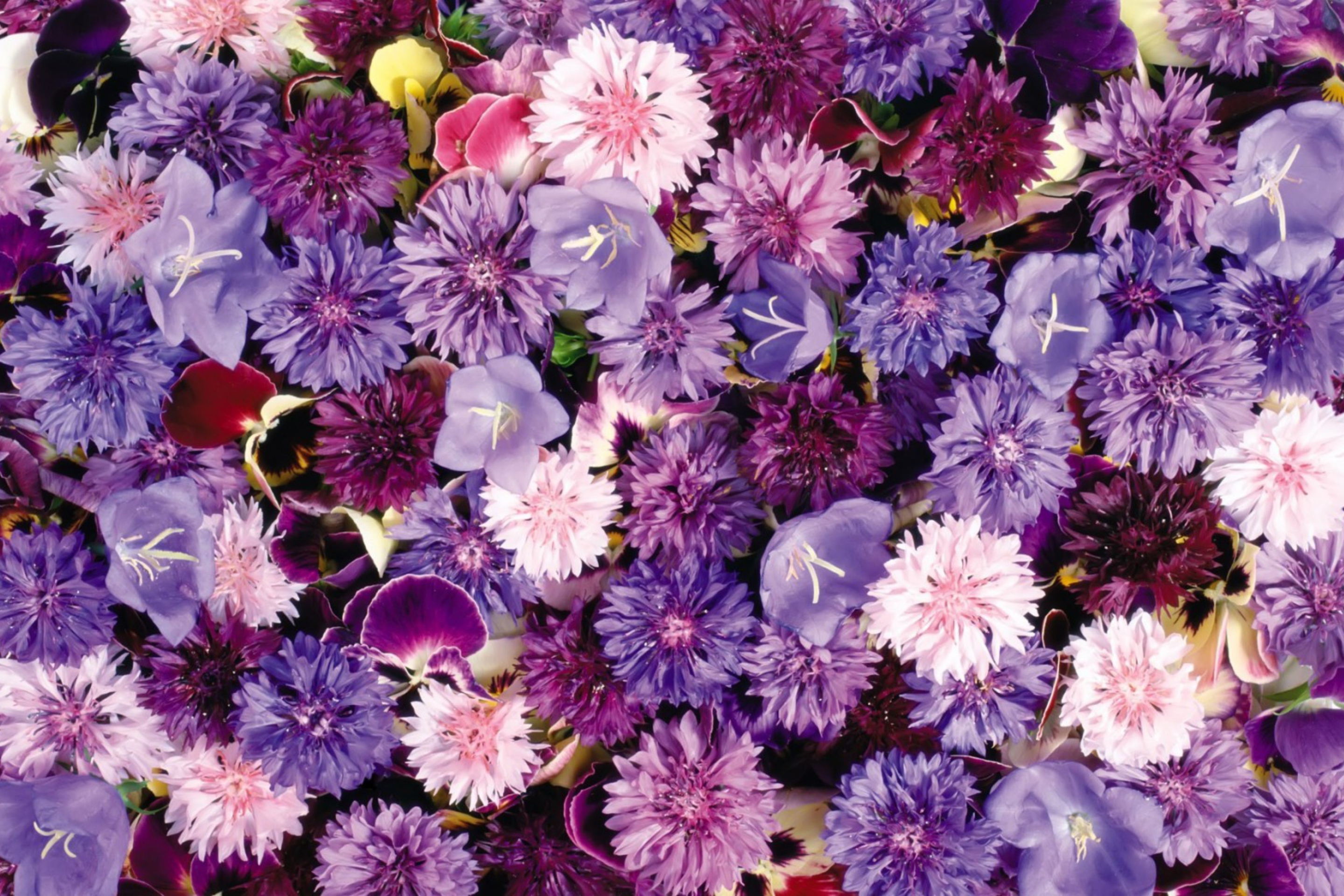 Screenshot №1 pro téma Floral Carpet 2880x1920