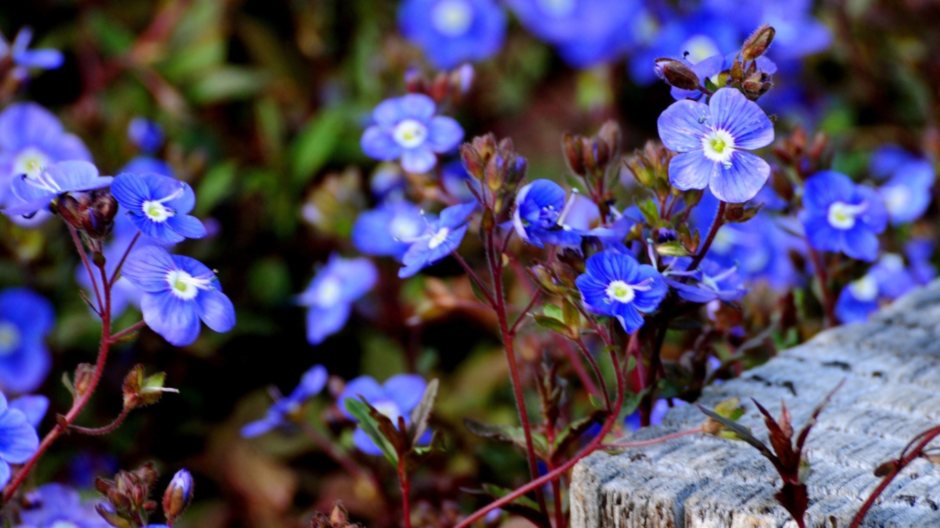 Little Blue Flowers wallpaper 1366x768