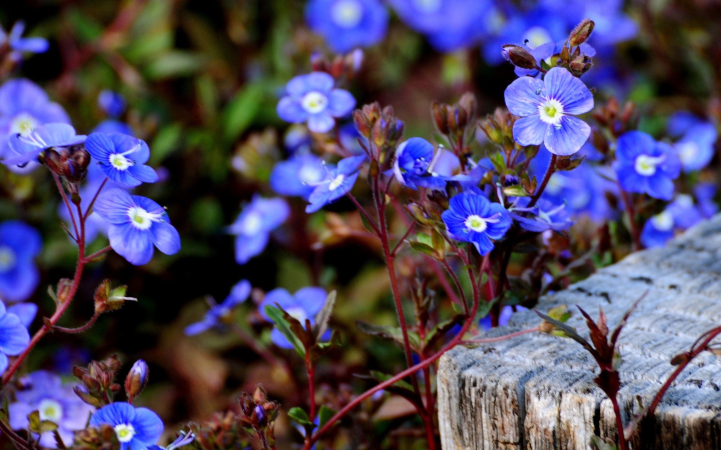 Sfondi Little Blue Flowers 1440x900