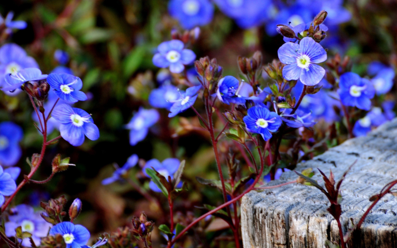 Sfondi Little Blue Flowers 1680x1050