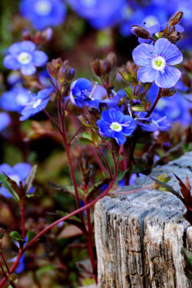 Обои Little Blue Flowers 640x960