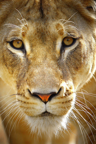 Lioness screenshot #1 320x480