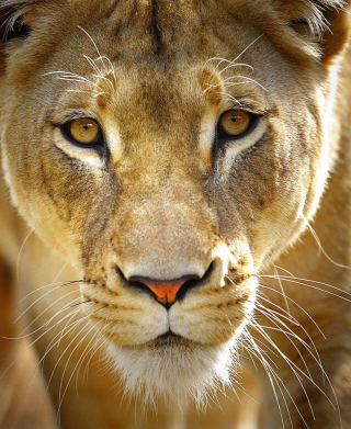 Lioness - Obrázkek zdarma pro 640x1136