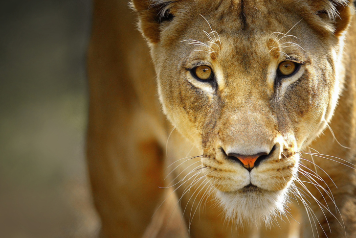 Fondo de pantalla Lioness