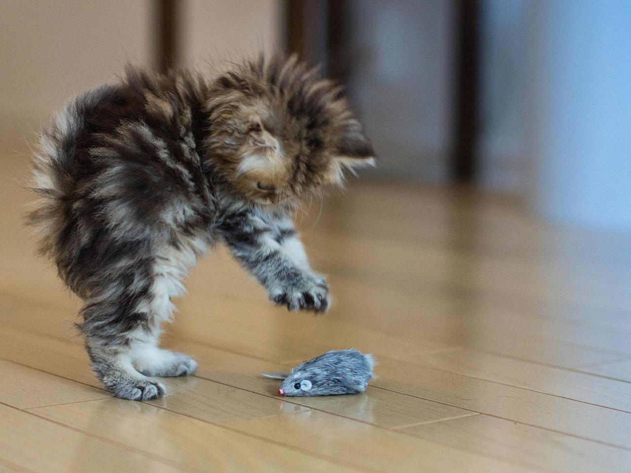 Funny Kitten Playing With Toy Mouse wallpaper 1280x960