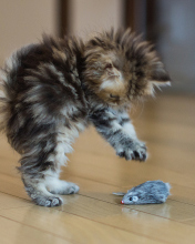 Funny Kitten Playing With Toy Mouse wallpaper 176x220