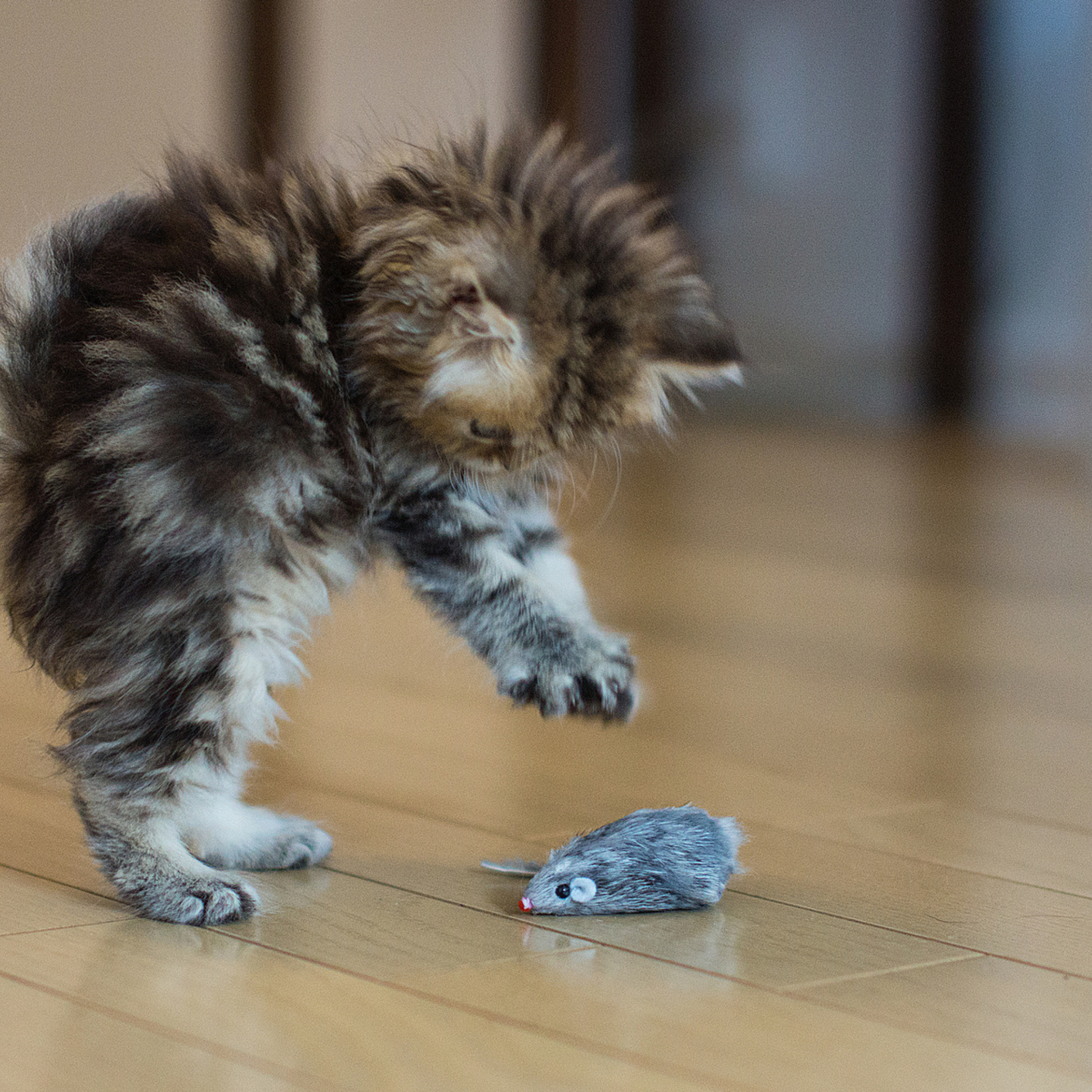 Funny Kitten Playing With Toy Mouse wallpaper 2048x2048