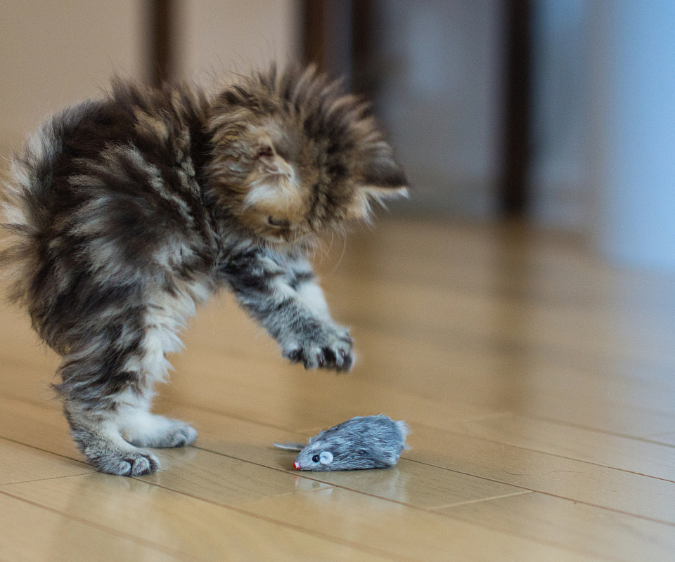 Funny Kitten Playing With Toy Mouse wallpaper 960x800