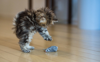 Funny Kitten Playing With Toy Mouse Background for Android, iPhone and iPad