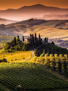 Field In Italy Toscana wallpaper 240x320