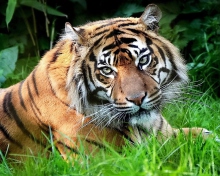 Tiger screenshot #1 220x176