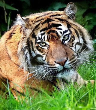 Tiger - Obrázkek zdarma pro Nokia C-Series
