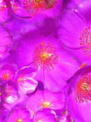 Fondo de pantalla Drawn Purple Flowers 132x176