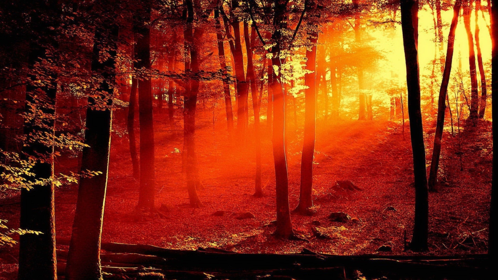 Das Sun Shining Through Trees Wallpaper 1600x900