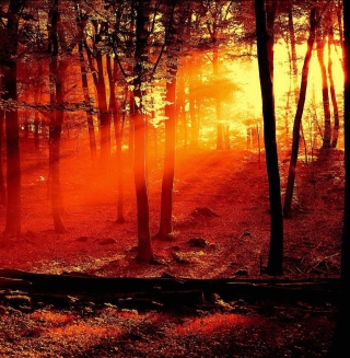 Sun Shining Through Trees - Fondos de pantalla gratis para iPad mini 2