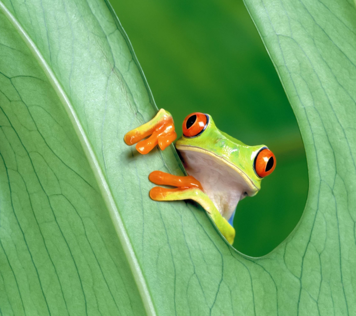 Little Frog wallpaper 1440x1280