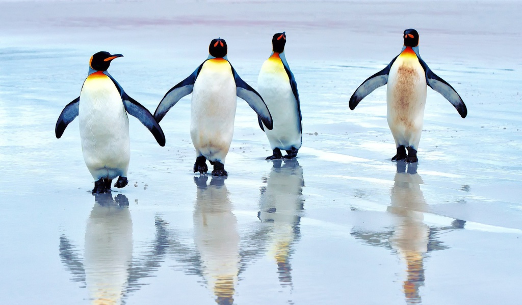Fondo de pantalla King penguins 1024x600