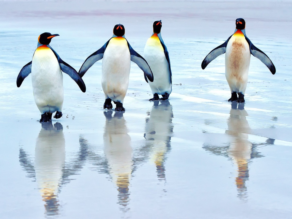 Fondo de pantalla King penguins 1024x768
