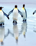 Sfondi King penguins 128x160
