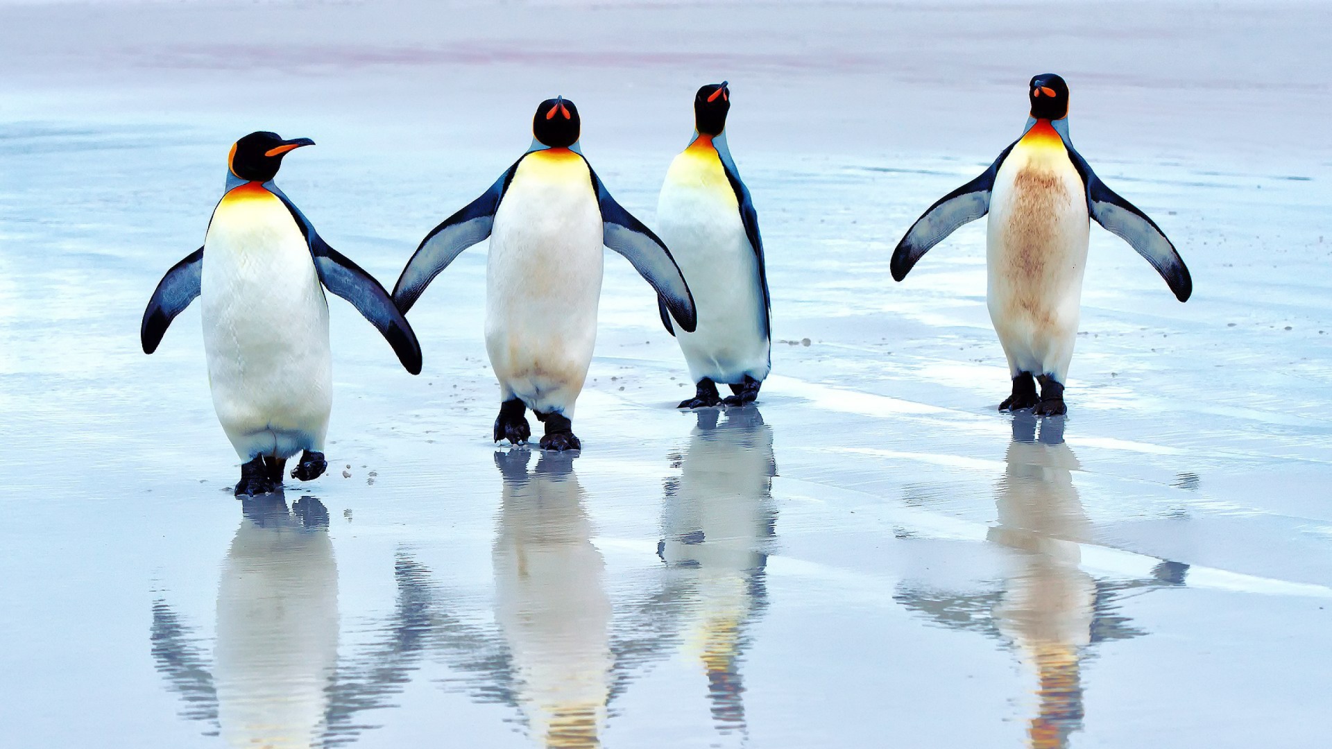Fondo de pantalla King penguins 1920x1080