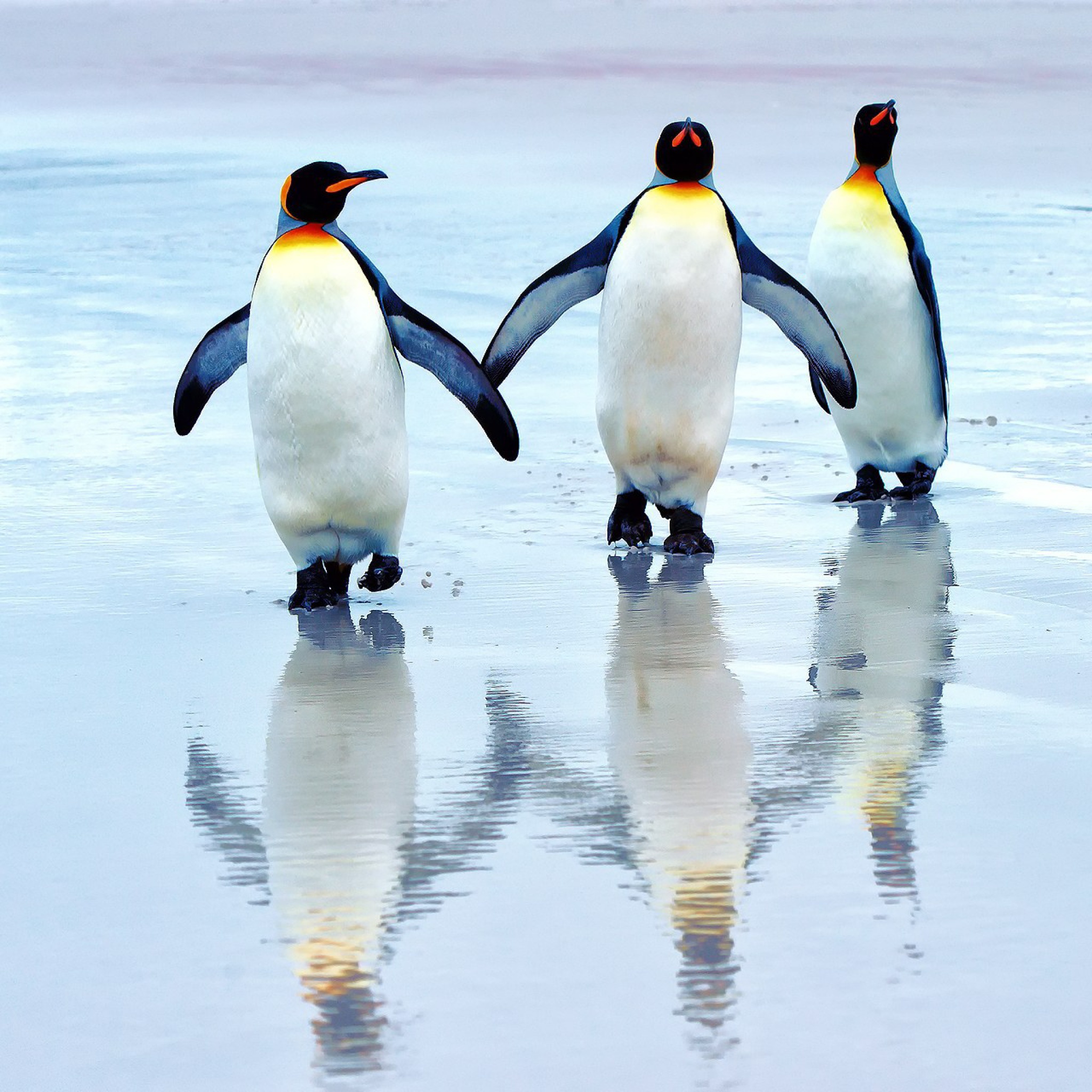 Fondo de pantalla King penguins 2048x2048