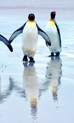 Fondo de pantalla King penguins 240x400