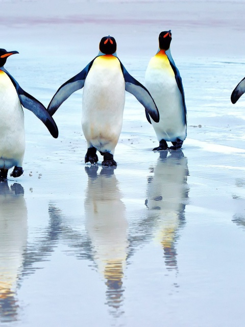 Sfondi King penguins 480x640