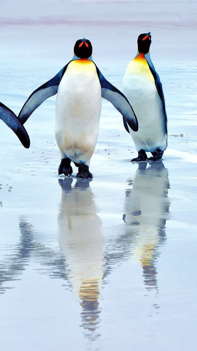 King penguins wallpaper 640x1136