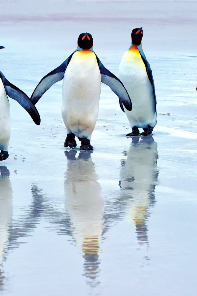 Das King penguins Wallpaper 640x960