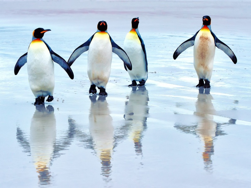 Screenshot №1 pro téma King penguins 800x600