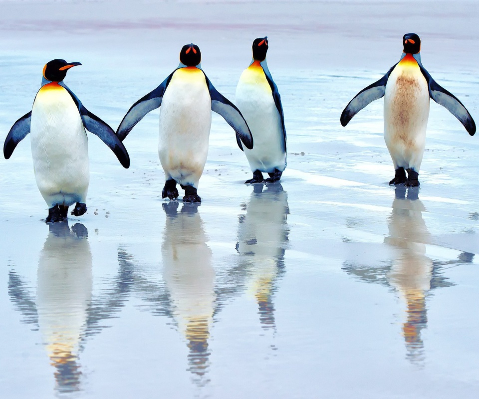 Sfondi King penguins 960x800