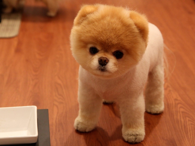 Обои Cute Boo Dog 640x480