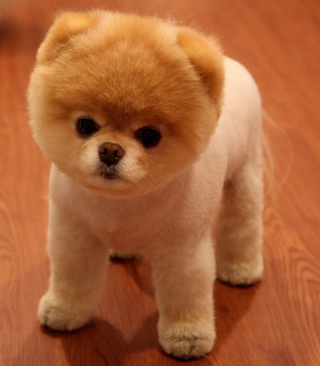 Cute Boo Dog - Obrázkek zdarma pro 360x640