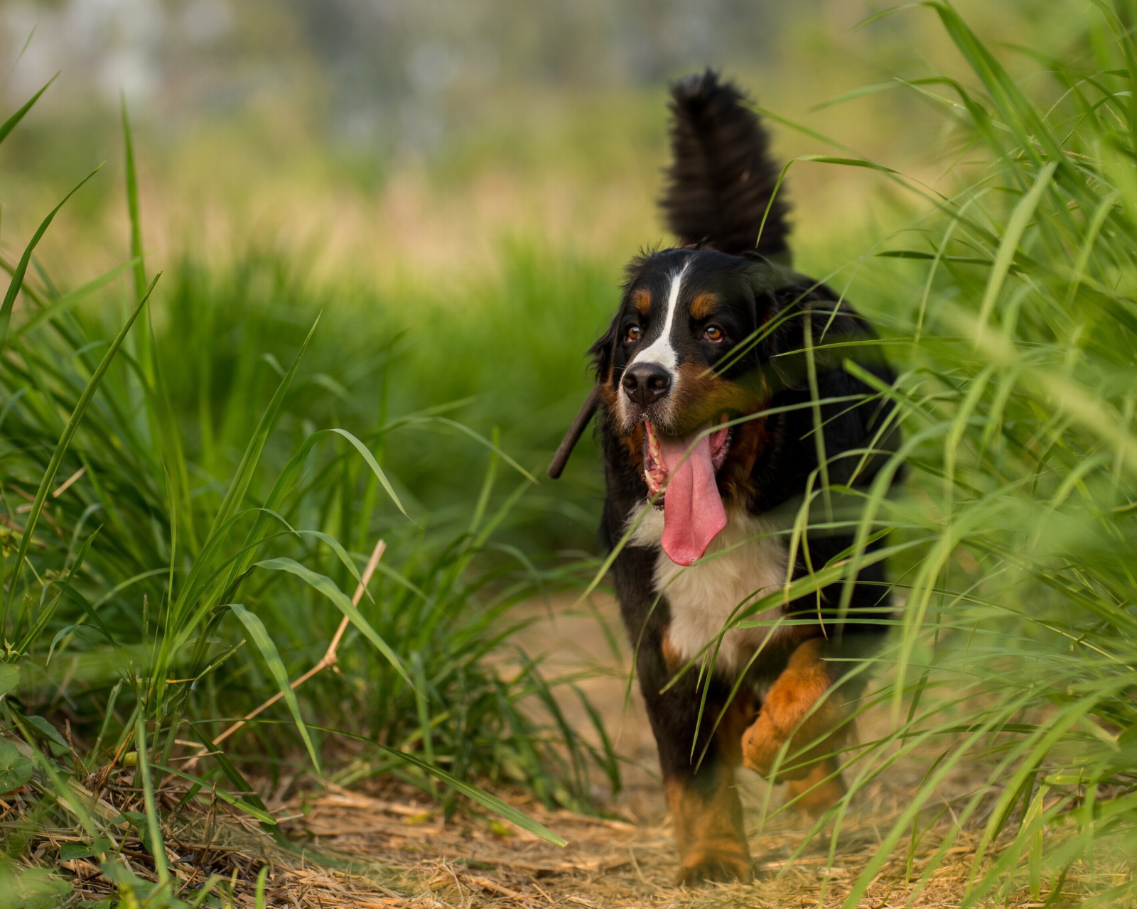 Обои Big Dog in Grass 1600x1280