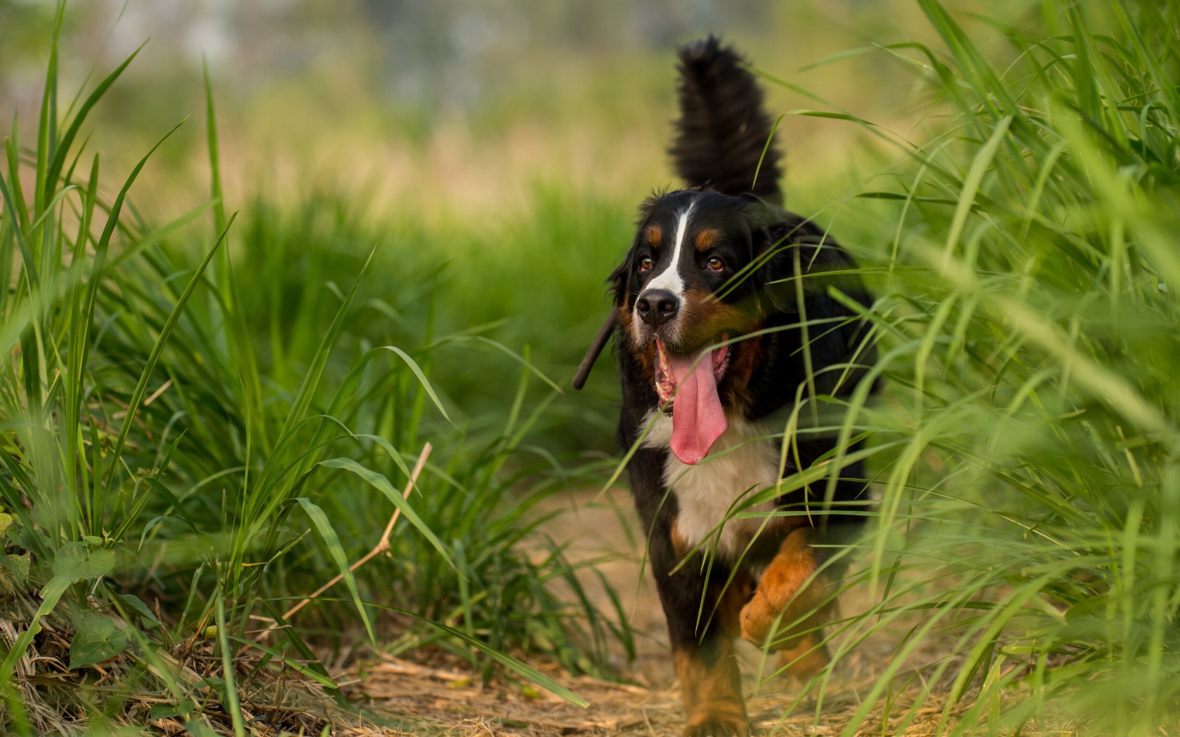 Das Big Dog in Grass Wallpaper 1680x1050