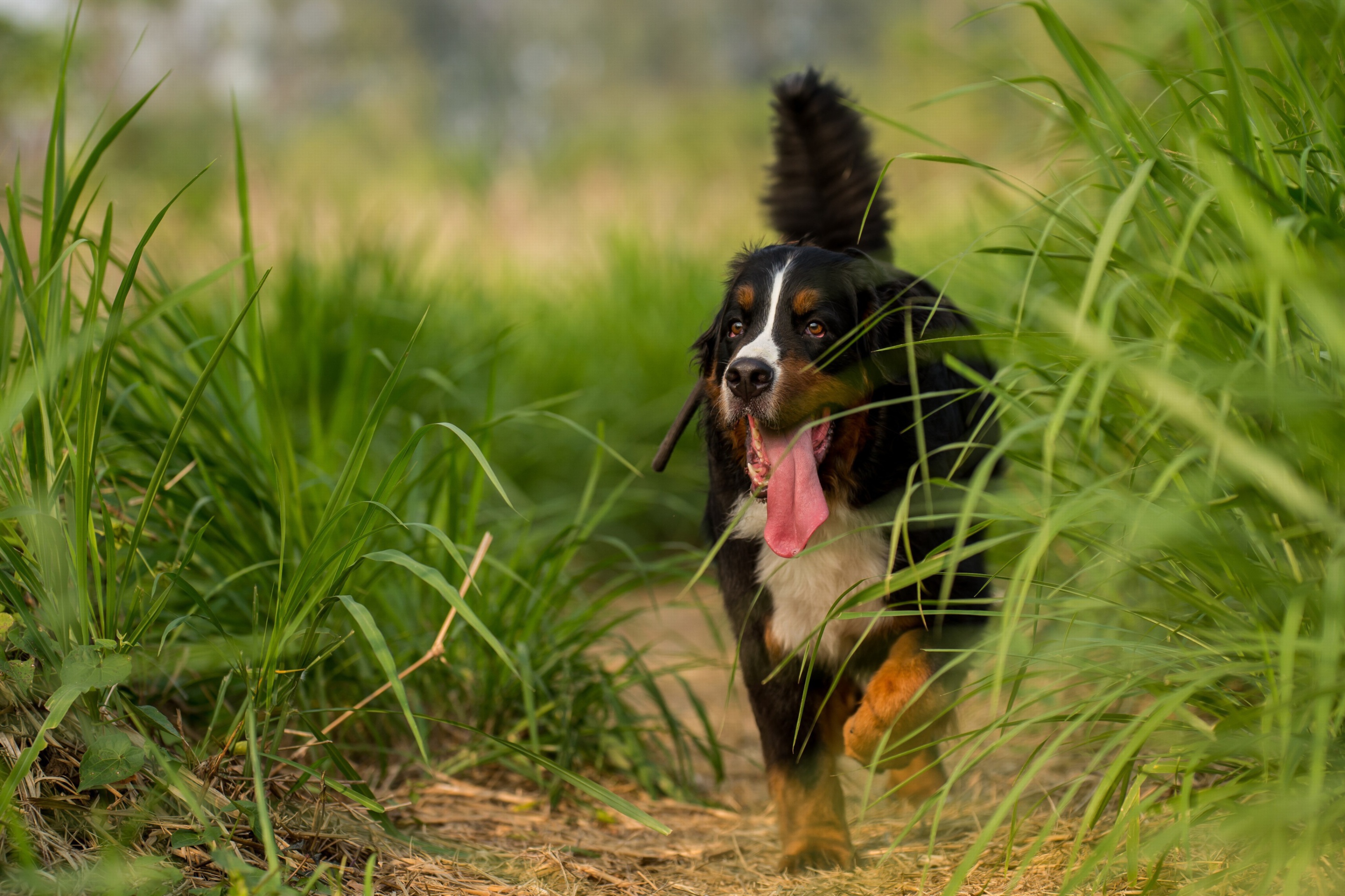 Обои Big Dog in Grass 2880x1920