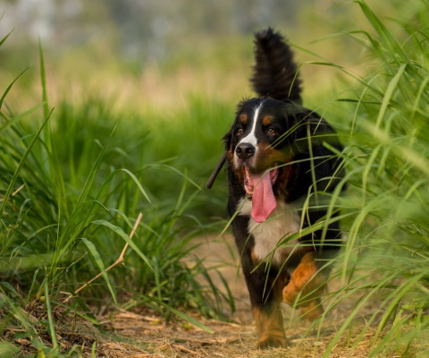 Sfondi Big Dog in Grass 480x400