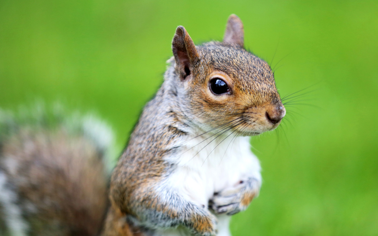 Sfondi Squirrel 1280x800